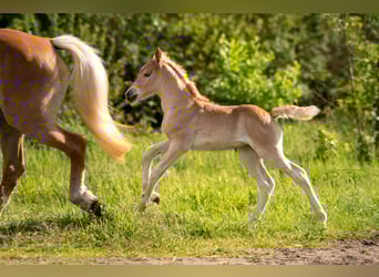 Haflinger, Yegua, 3 años, 150 cm