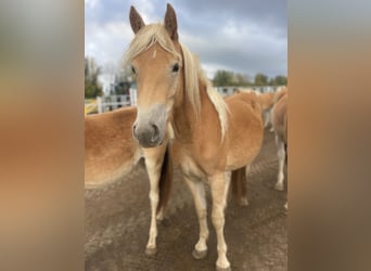 Haflinger, Yegua, 3 años, 150 cm