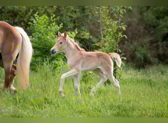 Haflinger, Yegua, 3 años, 150 cm