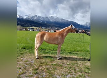 Haflinger, Yegua, 3 años, 150 cm