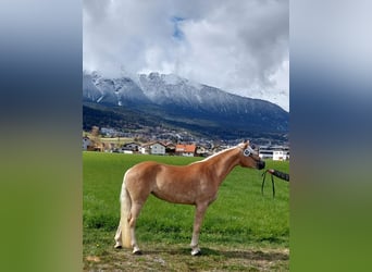 Haflinger, Yegua, 3 años, 150 cm