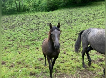 Haflinger Mestizo, Yegua, 3 años, 150 cm, Castaño oscuro