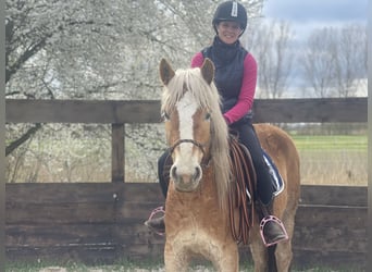 Haflinger, Yegua, 3 años, 152 cm