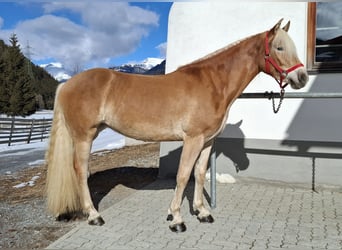 Haflinger, Yegua, 3 años, 153 cm, Alazán
