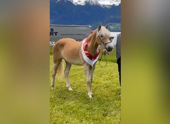 Haflinger, Yegua, 3 años, 153 cm, Alazán