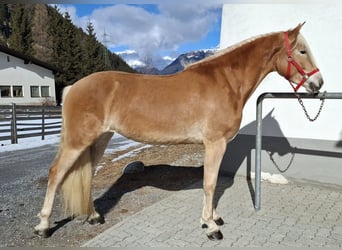Haflinger, Yegua, 3 años, 153 cm, Alazán