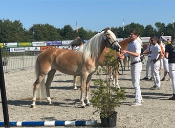 Haflinger, Yegua, 3 años, 153 cm, Alazán