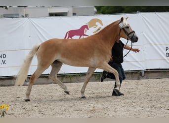 Haflinger, Yegua, 3 años, 153 cm, Alazán