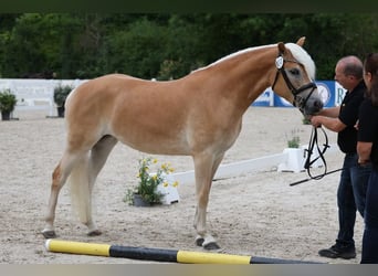 Haflinger, Yegua, 3 años, 153 cm, Alazán