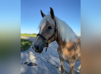 Haflinger, Yegua, 3 años, 153 cm, Alazán