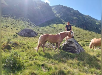 Haflinger, Yegua, 3 años, 153 cm