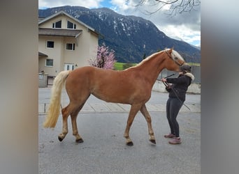 Haflinger, Yegua, 3 años, 153 cm