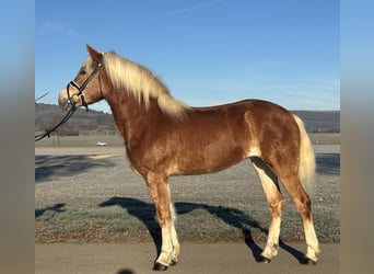 Haflinger, Yegua, 3 años, 154 cm, Alazán