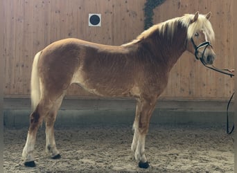 Haflinger, Yegua, 3 años, 154 cm, Alazán