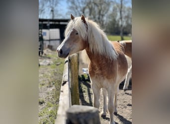 Haflinger, Yegua, 3 años, Alazán