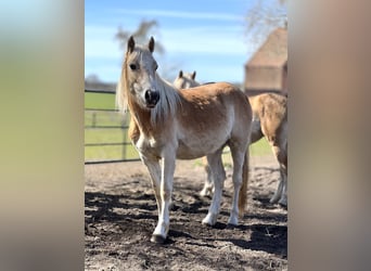 Haflinger, Yegua, 3 años, Alazán