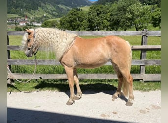 Haflinger, Yegua, 3 años, Alazán