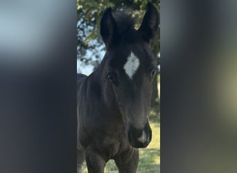 Haflinger, Yegua, 4 años, 140 cm