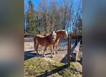 Haflinger, Yegua, 4 años, 143 cm, Alazán