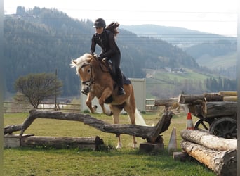 Haflinger, Yegua, 4 años, 145 cm, Alazán