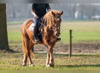 Haflinger Mestizo, Yegua, 4 años, 145 cm, Alazán