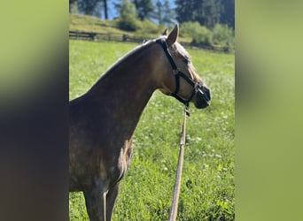 Haflinger, Yegua, 4 años, 145 cm, Alazán-tostado