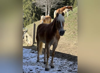 Haflinger, Yegua, 4 años, 145 cm, Alazán-tostado