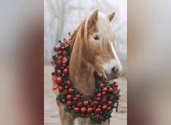 Haflinger, Yegua, 4 años, 145 cm, Alazán