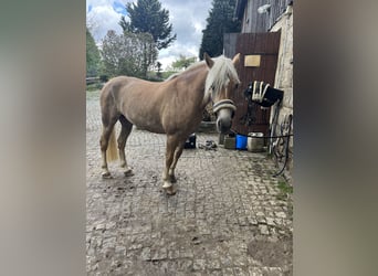 Haflinger, Yegua, 4 años, 146 cm, Alazán