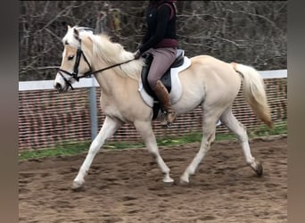 Haflinger, Yegua, 4 años, 146 cm, Alazán