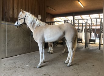 Haflinger, Yegua, 4 años, 146 cm, Alazán