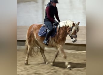 Haflinger, Yegua, 4 años, 146 cm