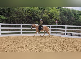 Haflinger, Yegua, 4 años, 147 cm, Castaño rojizo