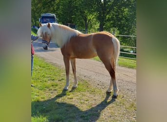 Haflinger, Yegua, 4 años, 148 cm, Alazán