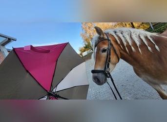 Haflinger, Yegua, 4 años, 148 cm, Alazán