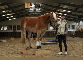 Haflinger, Yegua, 4 años, 148 cm, Alazán