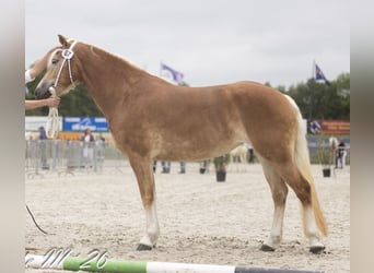 Haflinger, Yegua, 4 años, 148 cm, Alazán