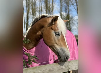 Haflinger, Yegua, 4 años, 148 cm, Alazán