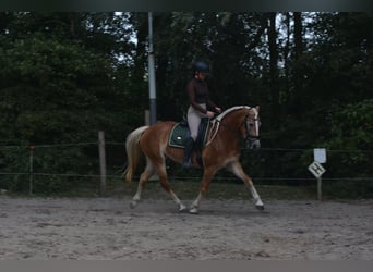 Haflinger, Yegua, 4 años, 148 cm, Alazán