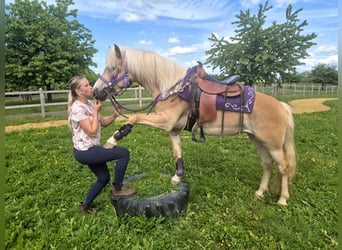 Haflinger, Yegua, 4 años, 148 cm, Alazán