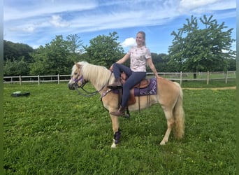 Haflinger, Yegua, 4 años, 148 cm, Alazán