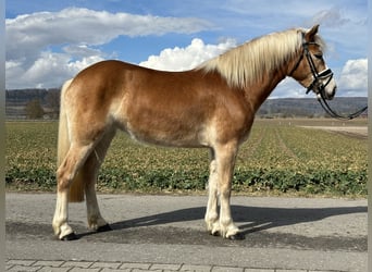 Haflinger, Yegua, 4 años, 149 cm, Alazán