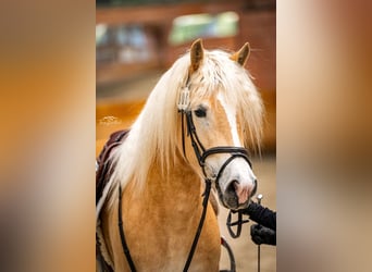 Haflinger, Yegua, 4 años, 150 cm, Alazán