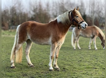 Haflinger, Yegua, 4 años, 150 cm, Alazán