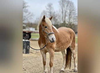 Haflinger, Yegua, 4 años, 150 cm, Alazán