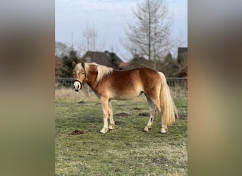 Haflinger, Yegua, 4 años, 150 cm, Alazán