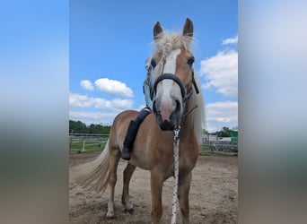 Haflinger, Yegua, 4 años, 150 cm, Alazán