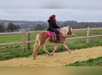 Haflinger, Yegua, 4 años, 150 cm