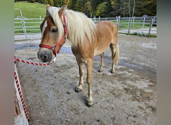 Haflinger, Yegua, 4 años, 150 cm, Champán