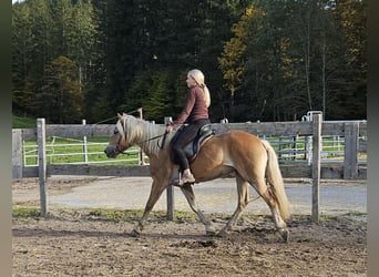 Haflinger, Yegua, 4 años, 150 cm, Champán